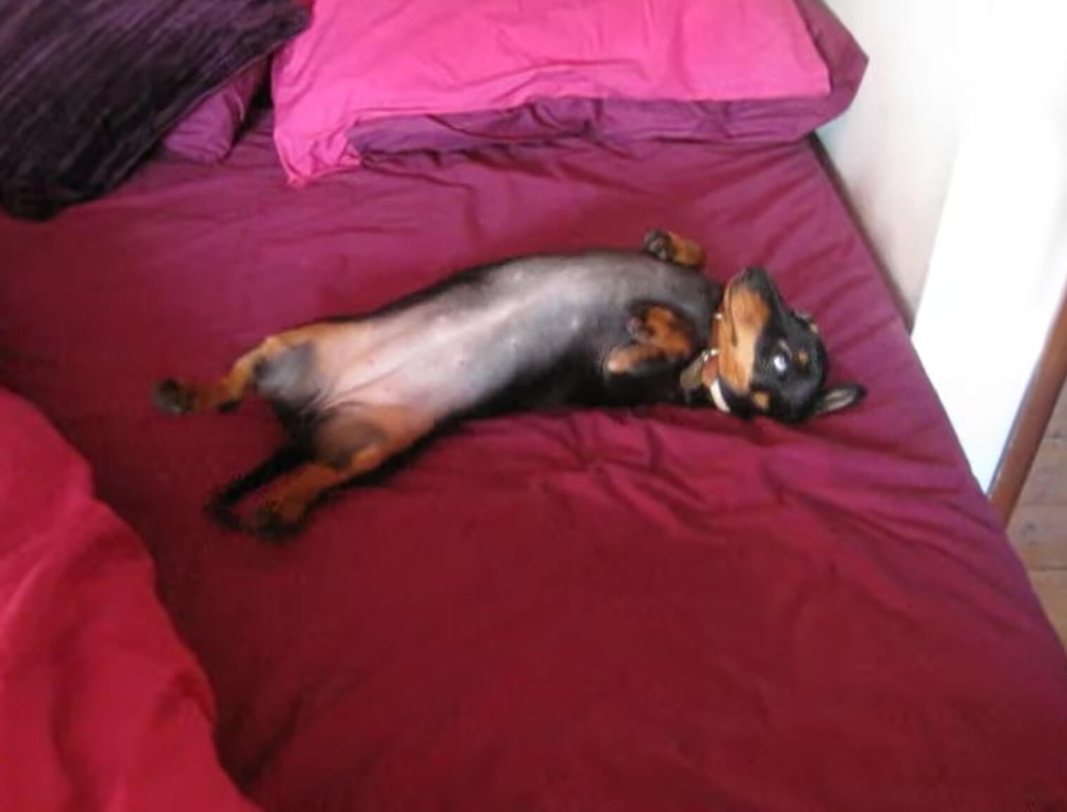 ダックスフンド,動画