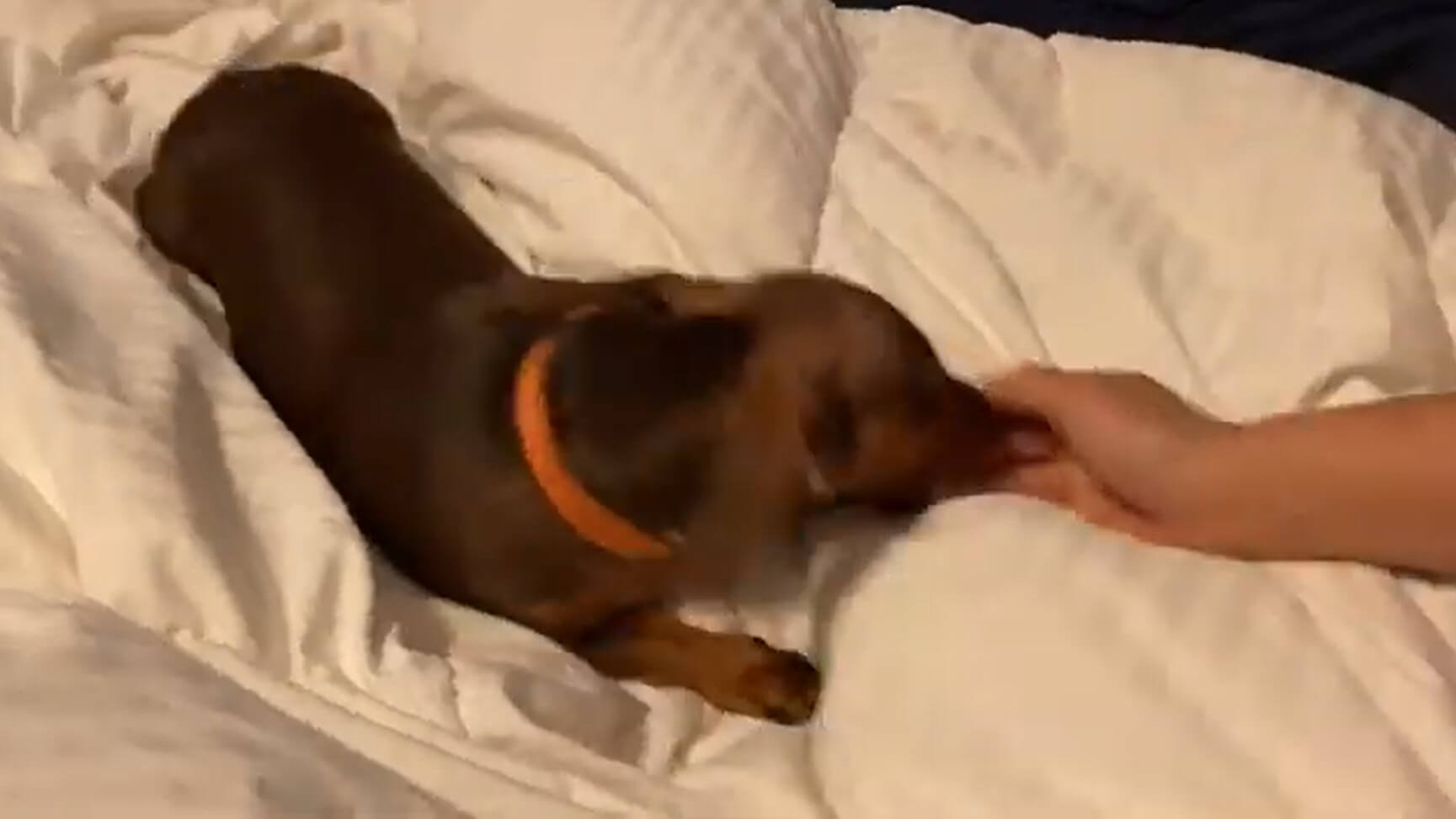 ダックスフンド,動画