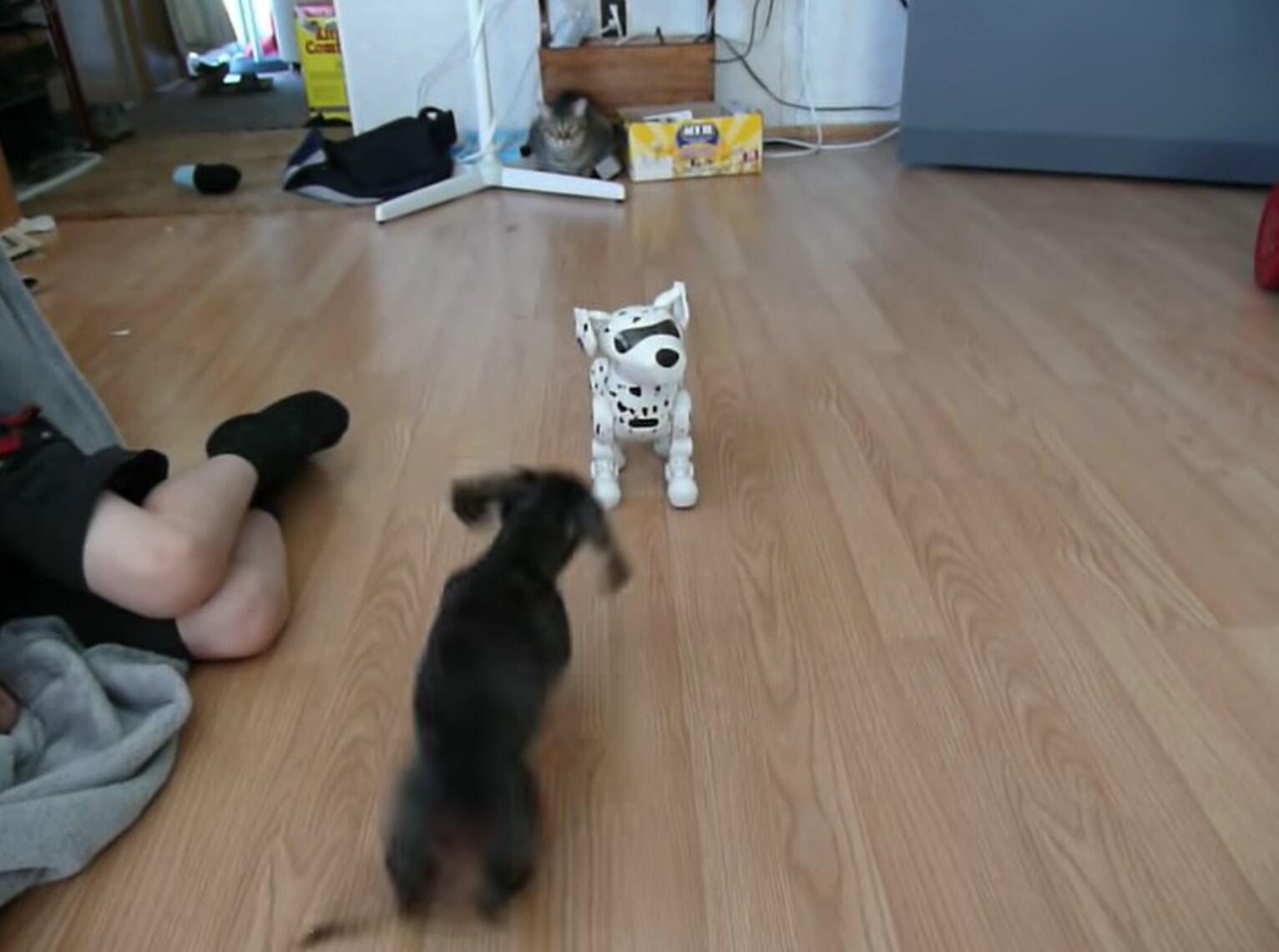 ダックスフンド,動画