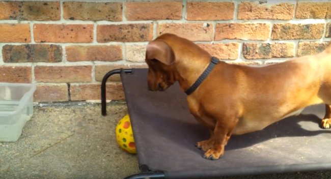 ダックスフンド,動画