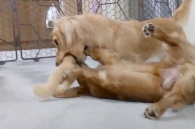 ダックスフンド,動画