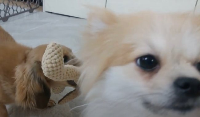 ダックスフンド,動画