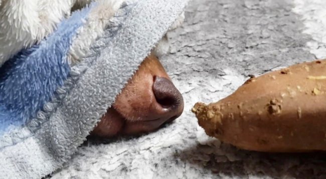 ダックスフンド,動画