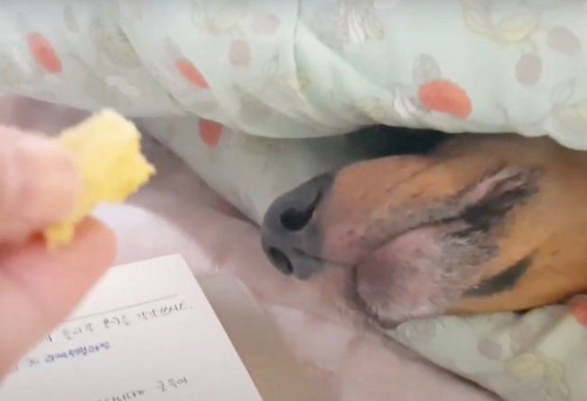 ダックスフンド,動画