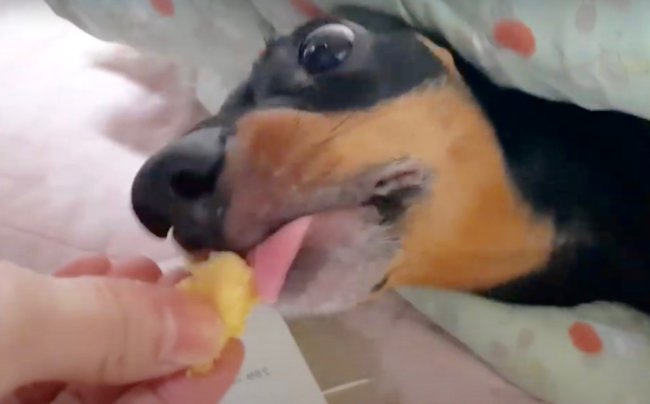 ダックスフンド,動画