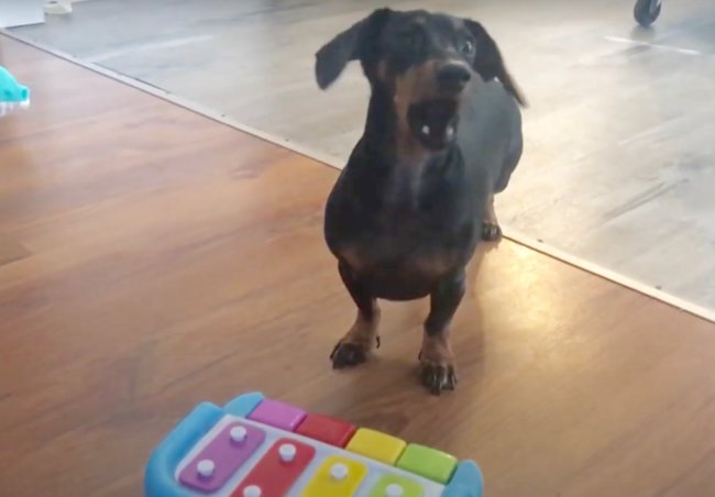 ダックスフンド,動画