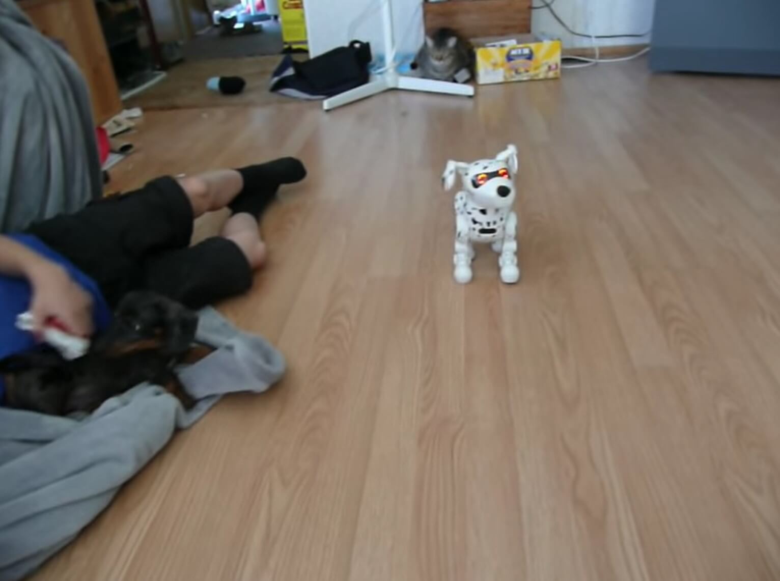 ダックスフンド,動画