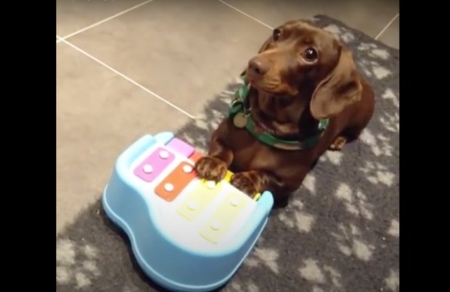 ダックスフンド,動画