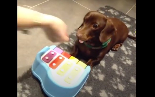 ダックスフンド,動画