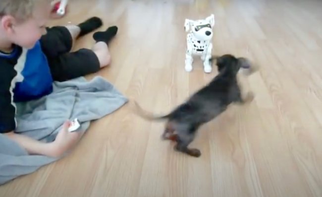 ダックスフンド,動画