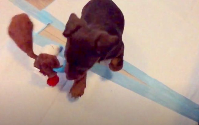 ダックスフンド,動画