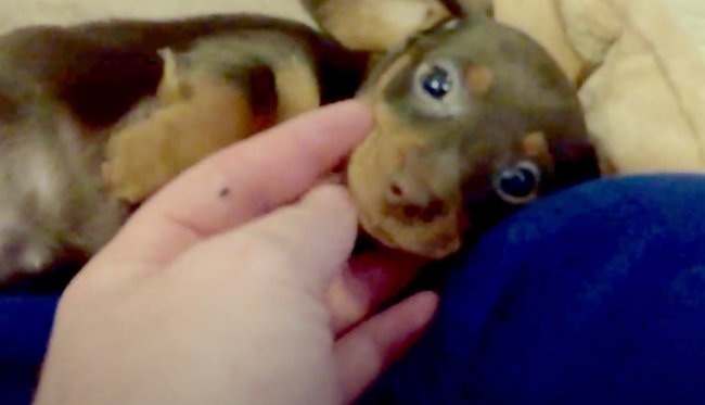 ダックスフンド,動画