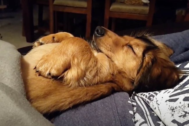 ダックスフンド,動画