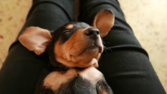 ダックスフンド,動画