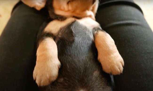 ダックスフンド,動画