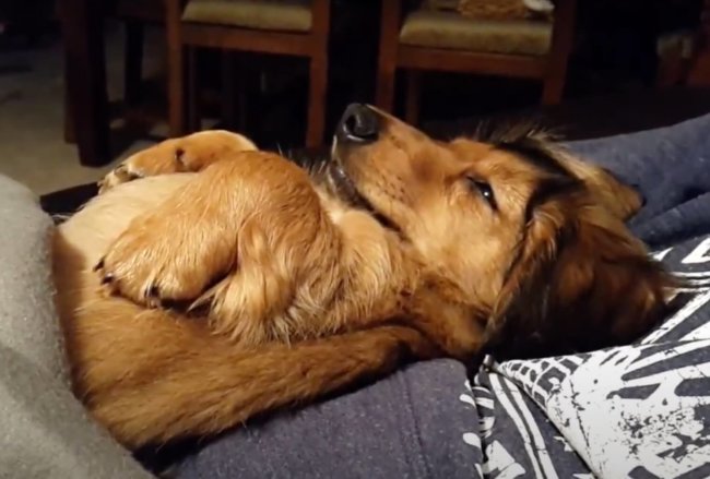 ダックスフンド,動画