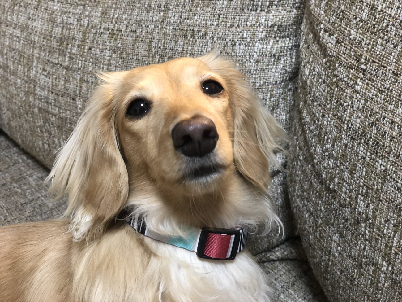 ダックスフンド,ウルフギャング