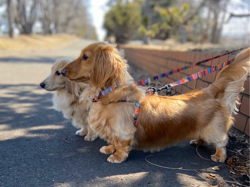 ダックスフンド,ウルフギャング