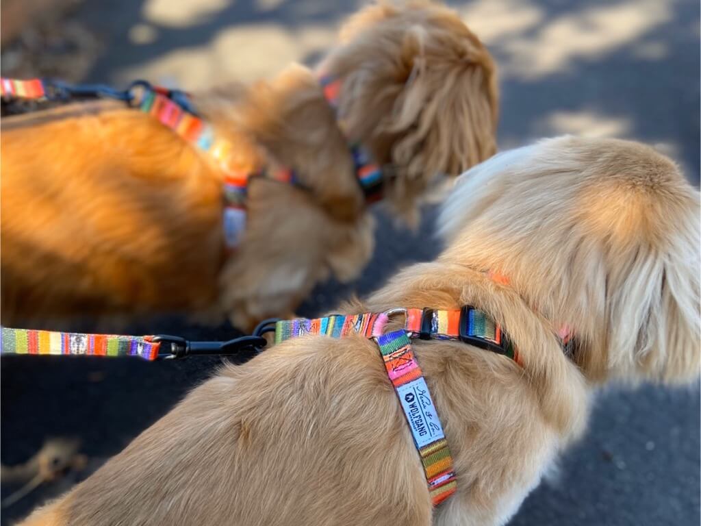 ダックスフンド,ウルフギャング