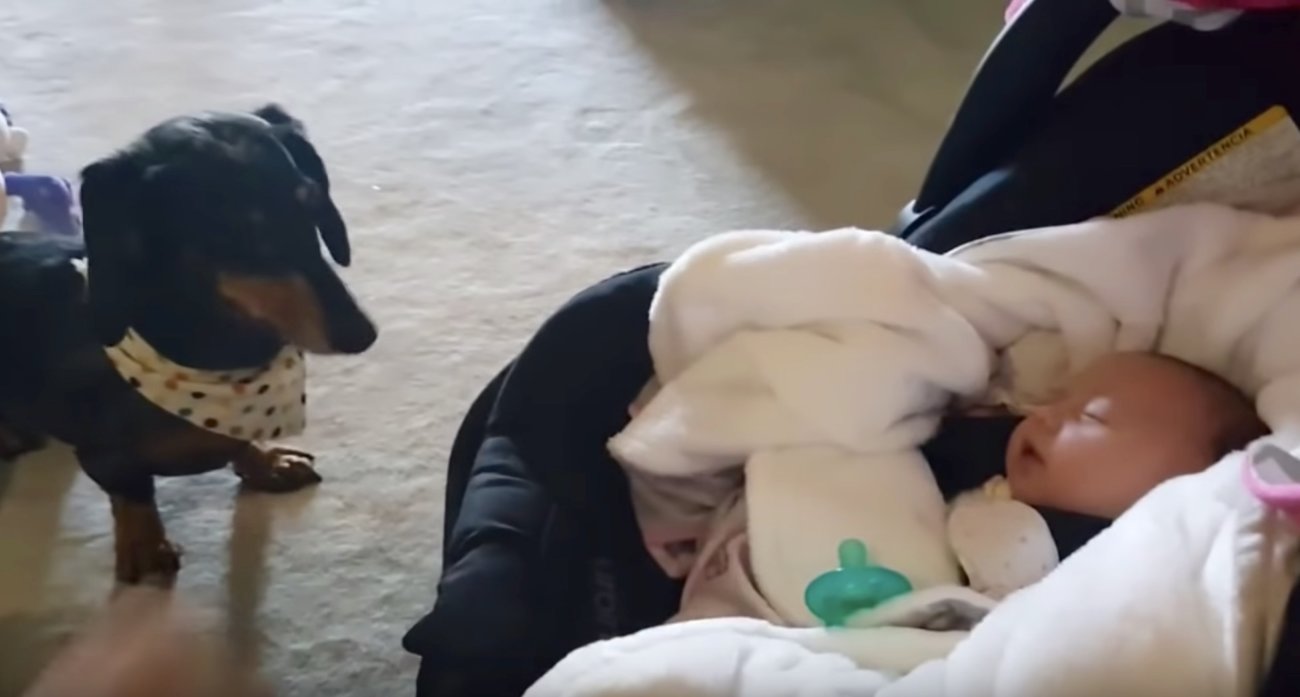 ダックスフンド,動画