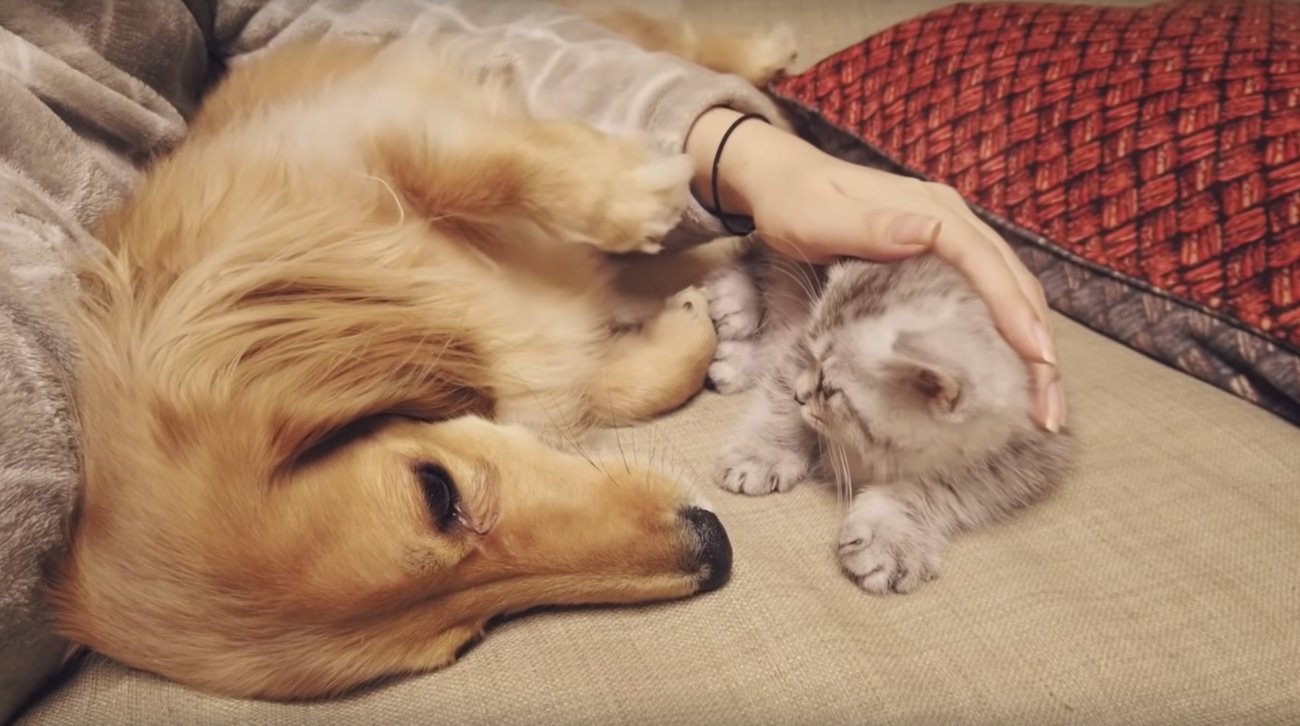 ダックスフンド,動画