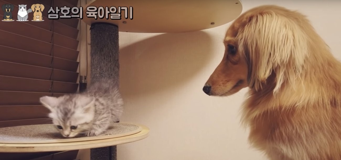 ダックスフンド,動画