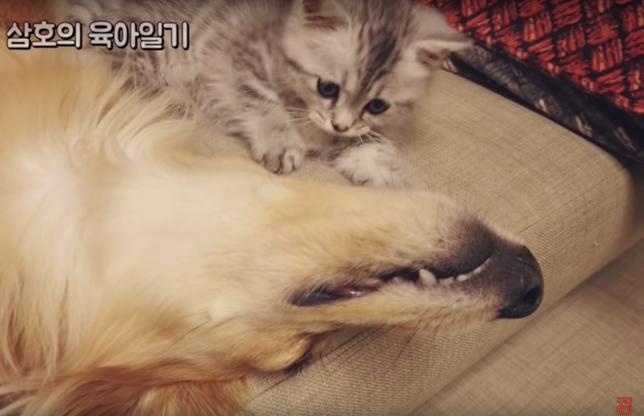 ダックスフンド,動画