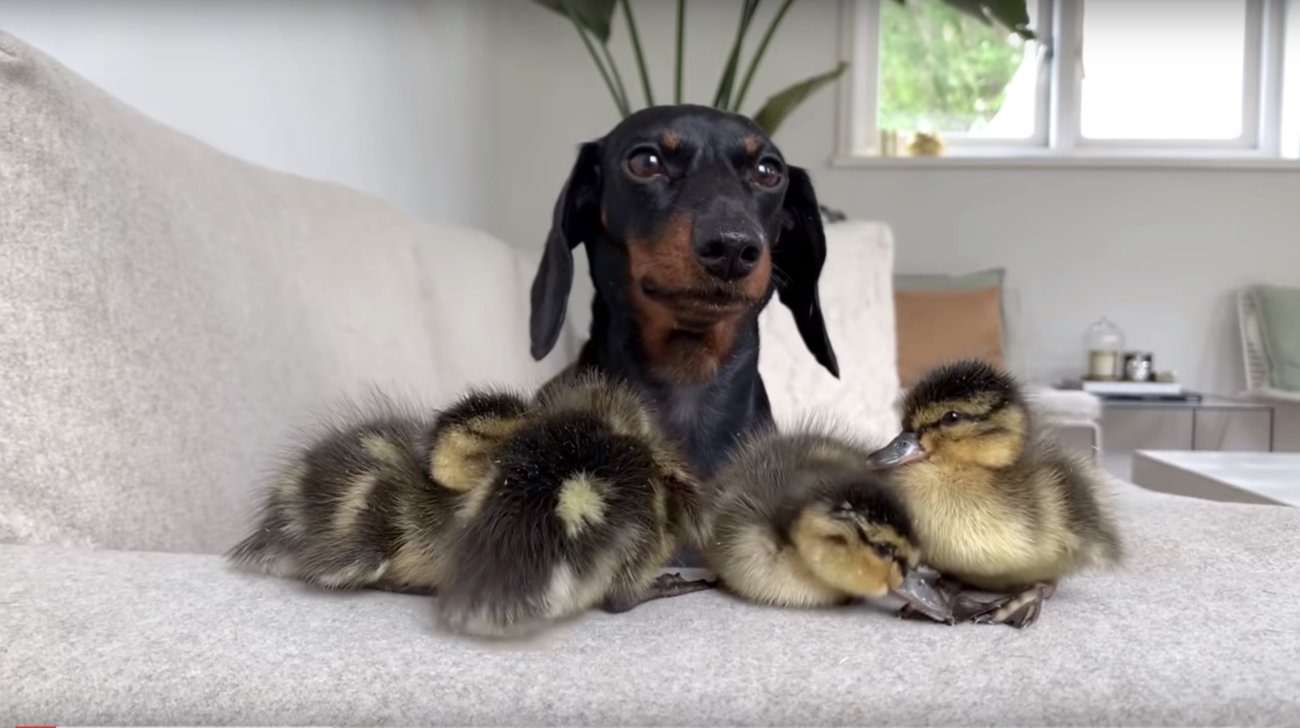 ダックスフンド,動画