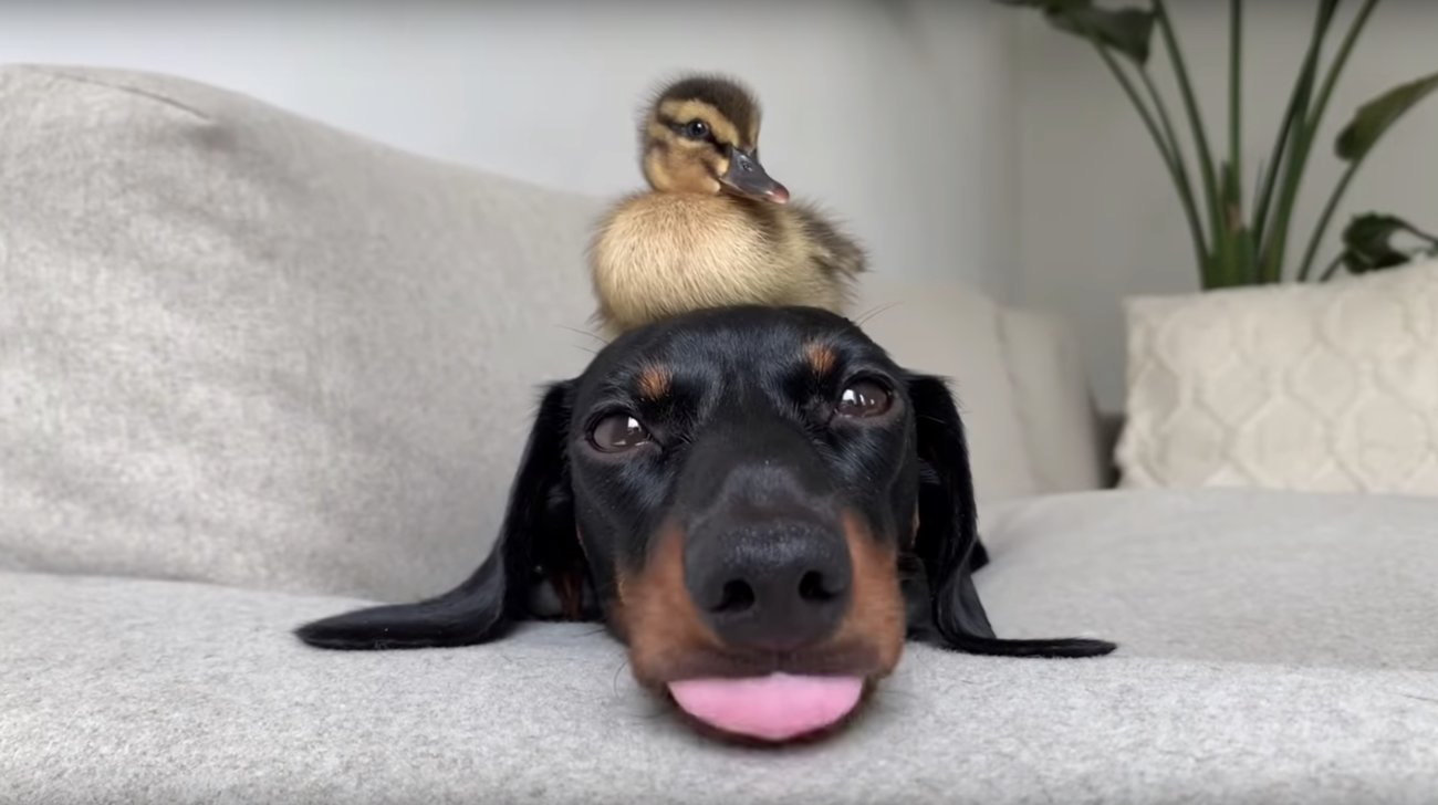 ダックスフンド,動画