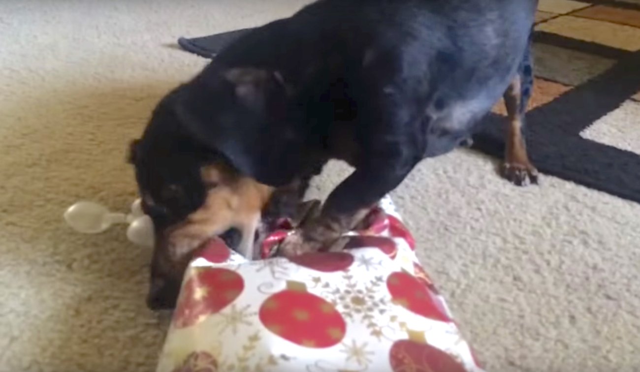 ダックスフンド,動画