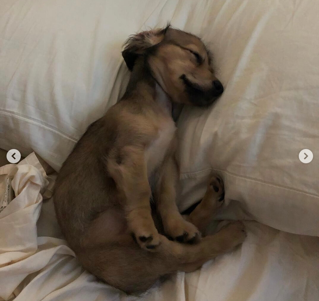 ダックスフンド,子犬