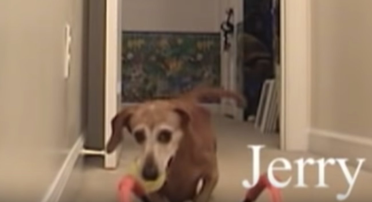 「カニ、やんのか?」(数秒後)「ごめんなさーい!」カニなら“イケる”と思ったダックス。見事に大敗【動画】