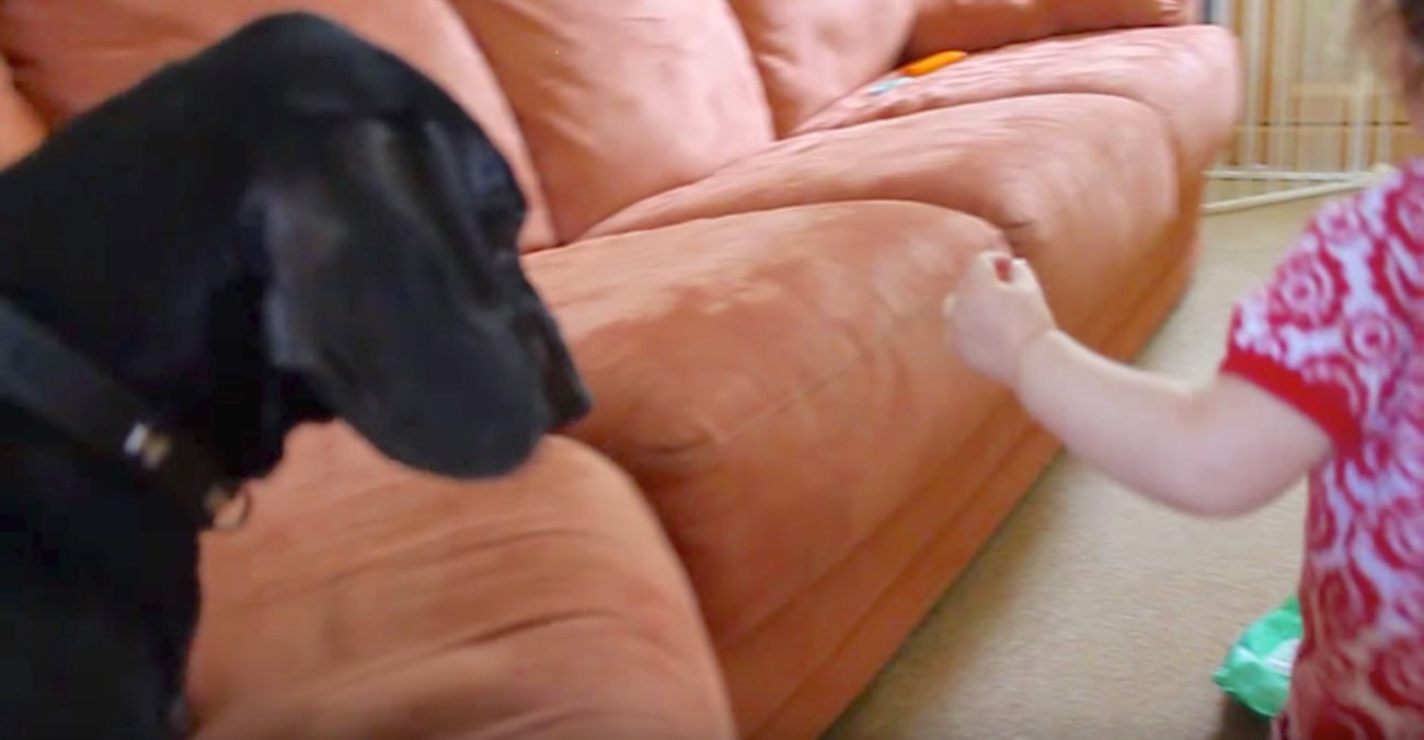 ダックスフンド,動画