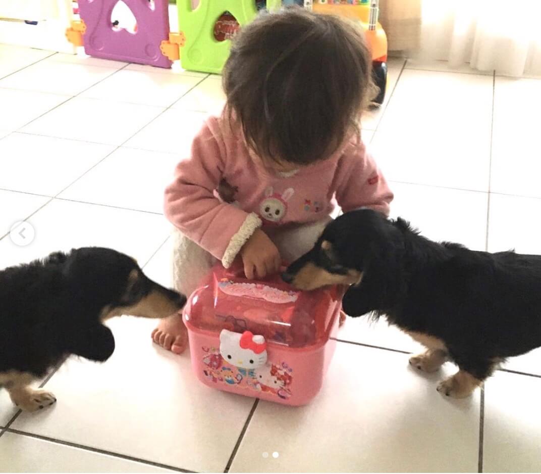 ダックスフンド,インスタグラム