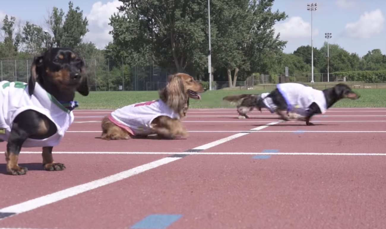 ダックスフンド,動画