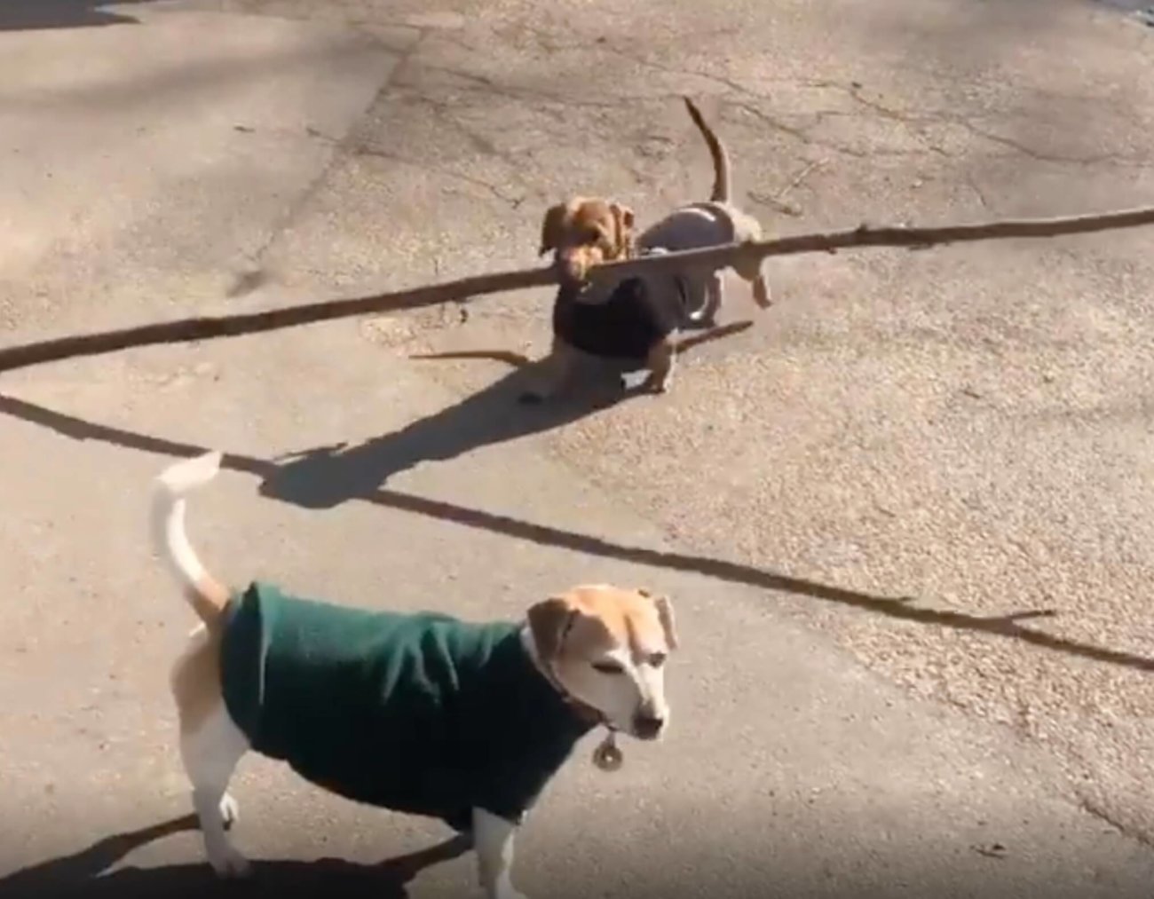 ダックスフンド,動画