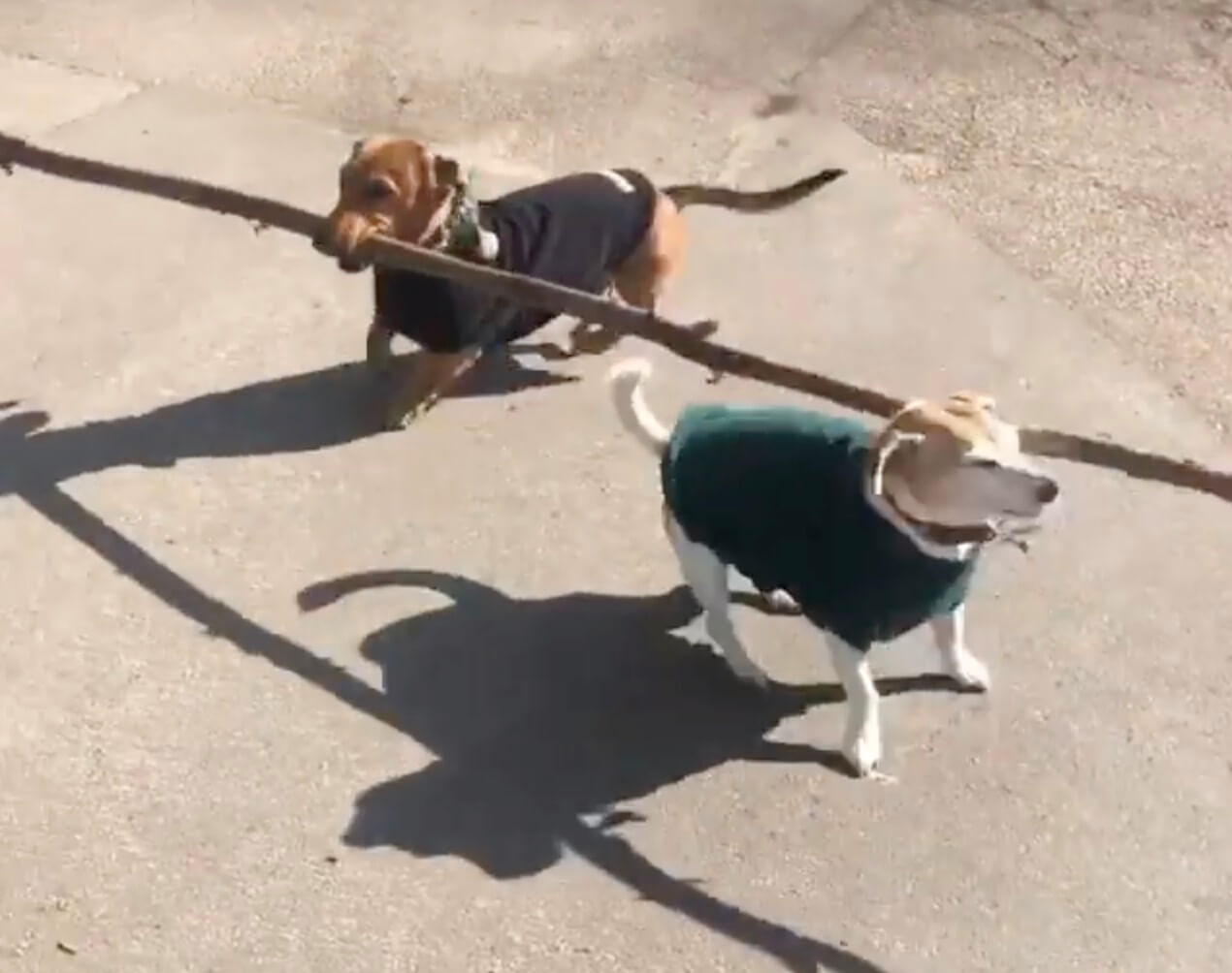 ダックスフンド,動画