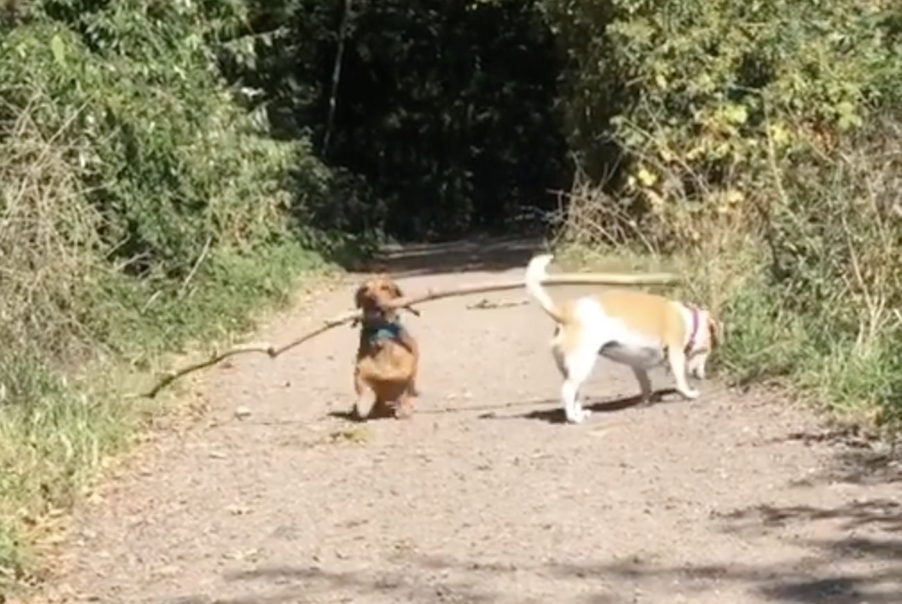 ダックスフンド,動画