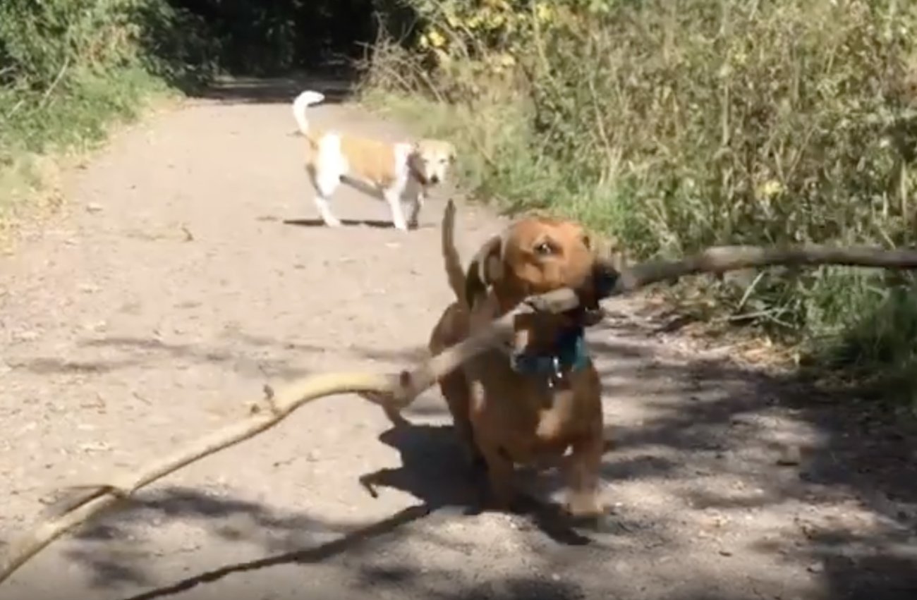 ダックスフンド,動画