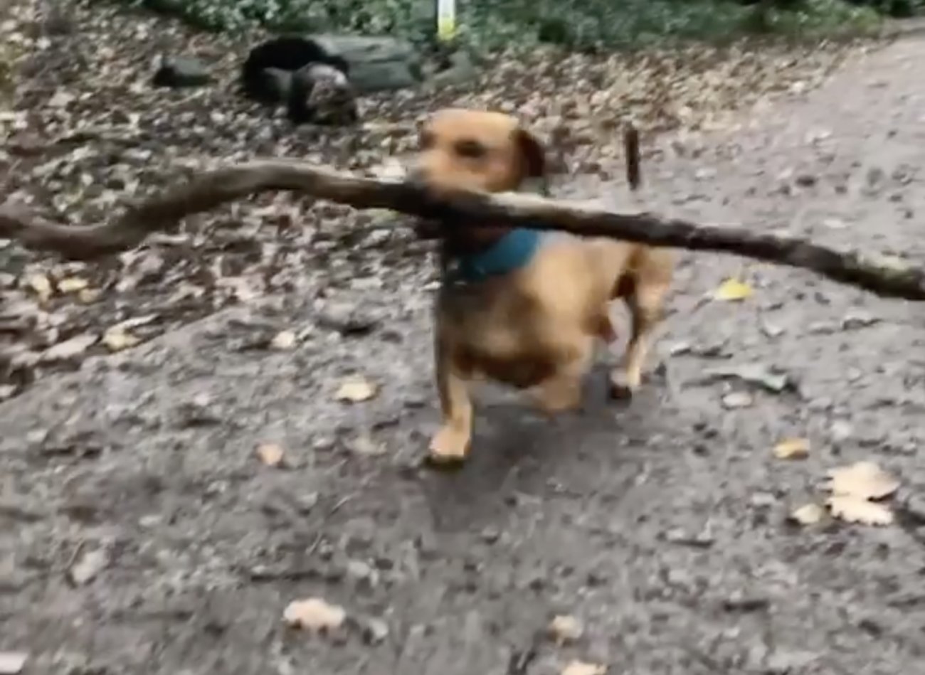 ダックスフンド,動画