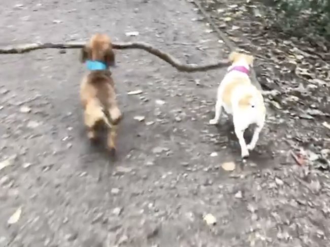 ダックスフンド,動画