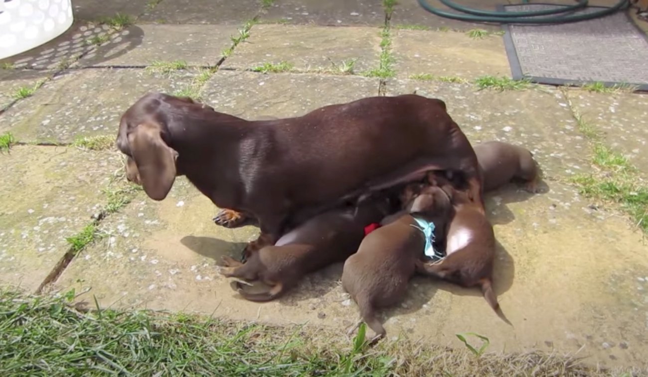 ダックスフンド,動画