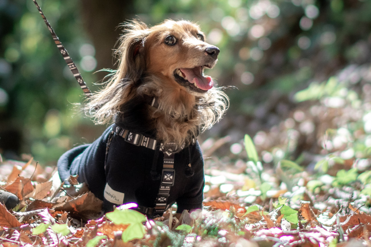 ダックスフンド,ウルフギャング