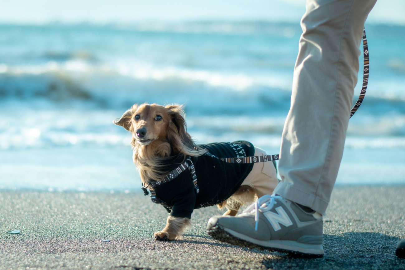 ダックスフンド,ウルフギャング