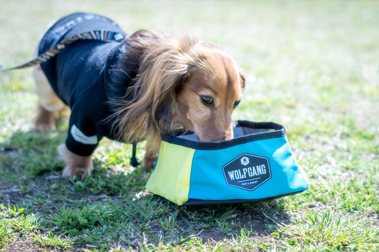 ダックスフンド,ウルフギャング