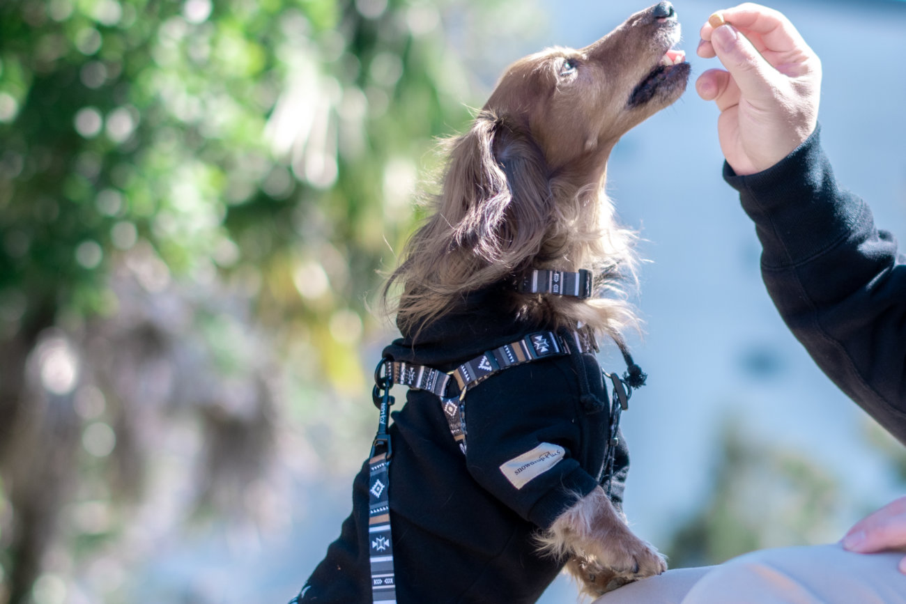 ダックスフンド,ウルフギャング