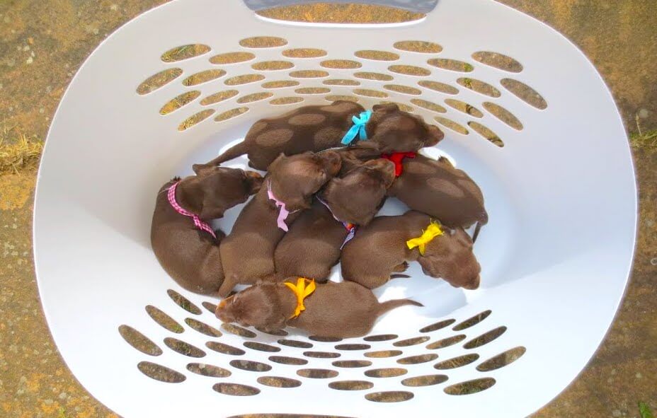 ダックスフンド,動画