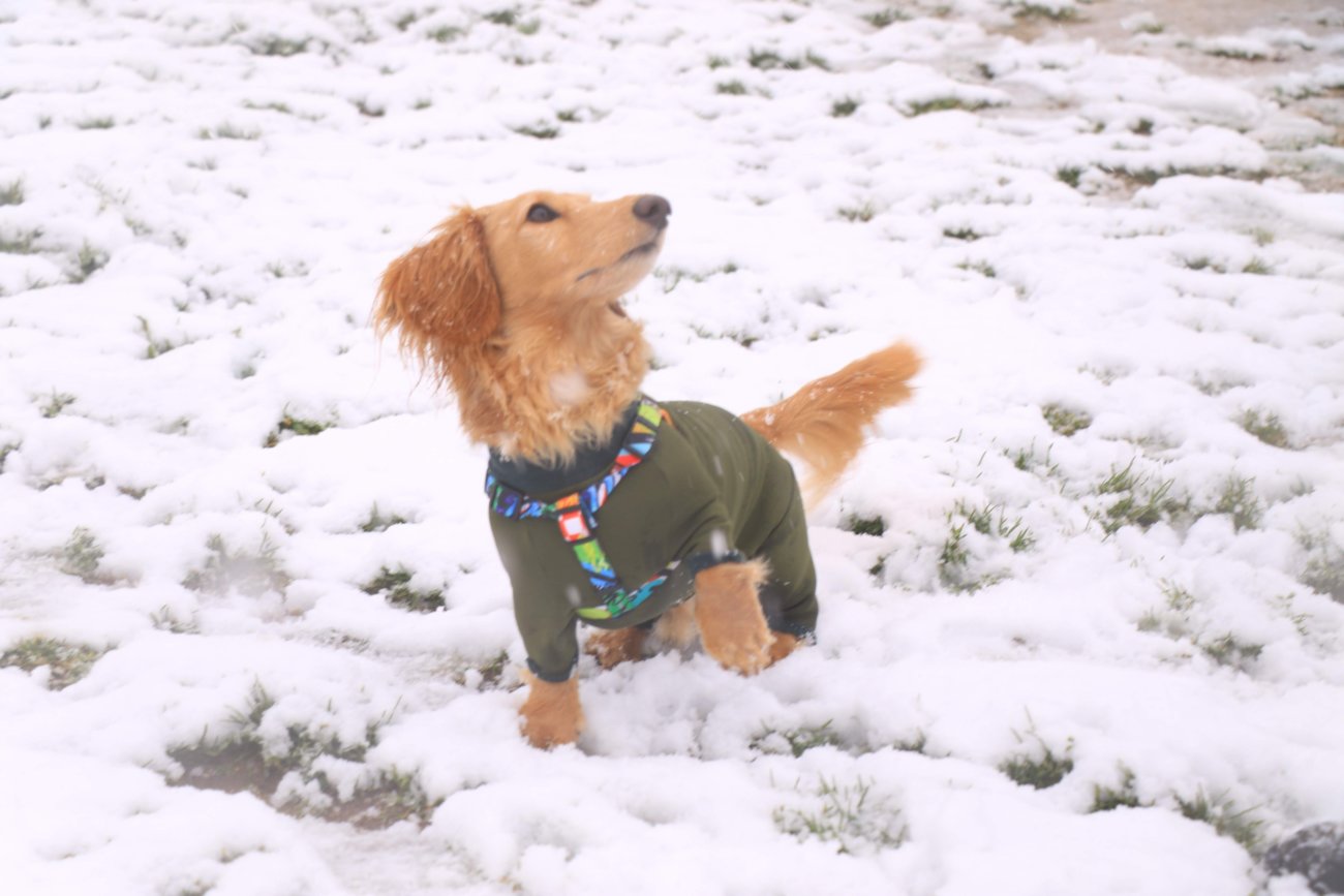 ダックスフンド,ウルフギャング