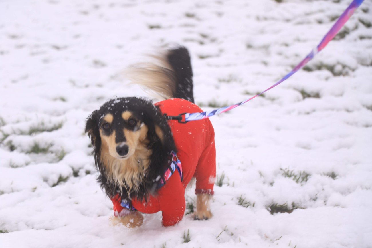 ダックスフンド,ウルフギャング