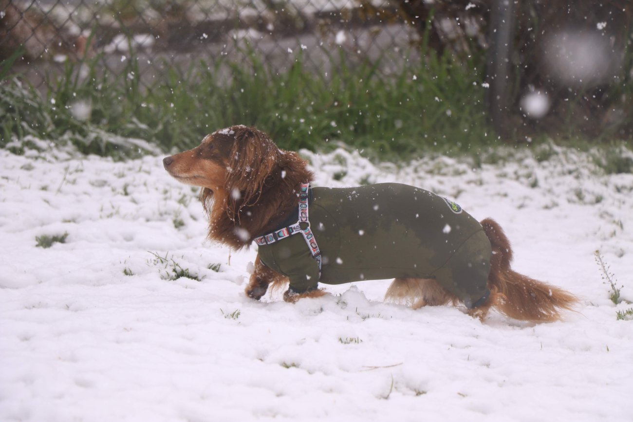 ダックスフンド,ウルフギャング